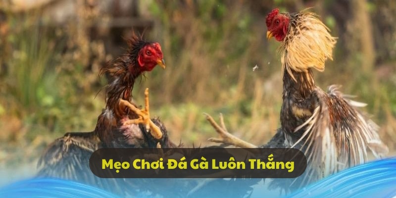 Người chơi cần biết cách quản lý nguồn vốn bản thân