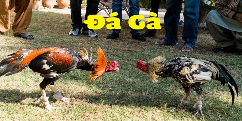 Chi tiết các bước tham gia đá gà Thomo ABC8 cho game thủ Chi tiết các bước tham gia đá gà Thomo ABC8 cho game thủ