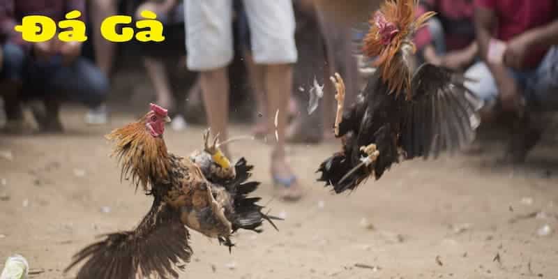 Những kinh nghiệm quý báu trong cược đá gà Thomo tại ABC8 Những kinh nghiệm quý báu trong cược đá gà Thomo tại ABC8