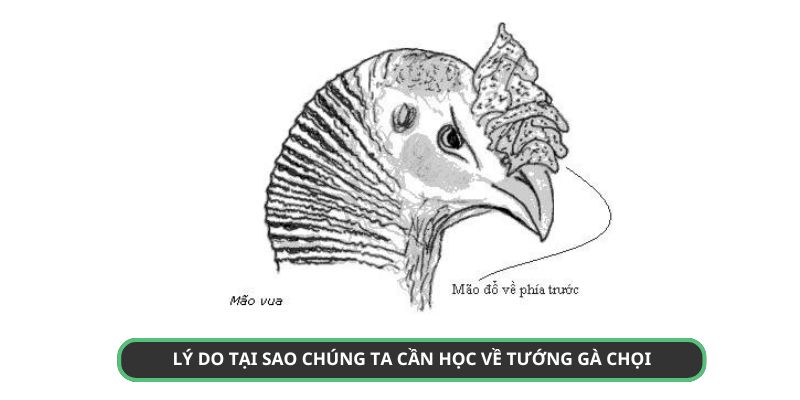 Kiến thức về mảng này giúp tăng tỷ lệ thắng 